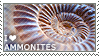 I heart ammonites